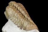 Bargain, Lochovella (Reedops) Trilobite - Oklahoma #164447-4